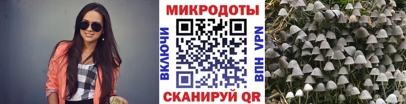 Купить где  Пыталово  Псилоцибиновые грибы мицелий 